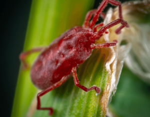 rid of mites rid of mites